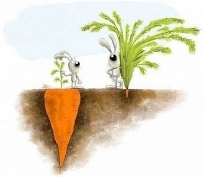 deep roots sweet fruit